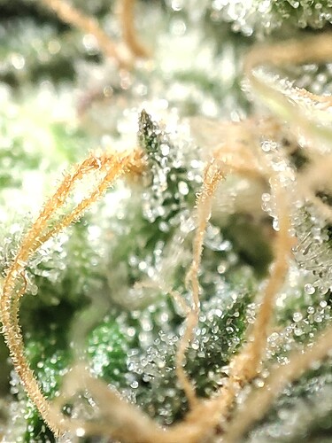 Growreport Bild 103