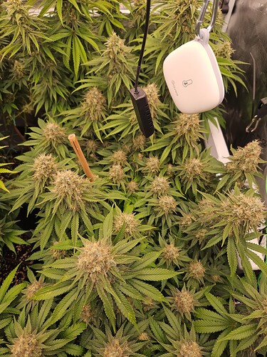 Growreport Bild 25