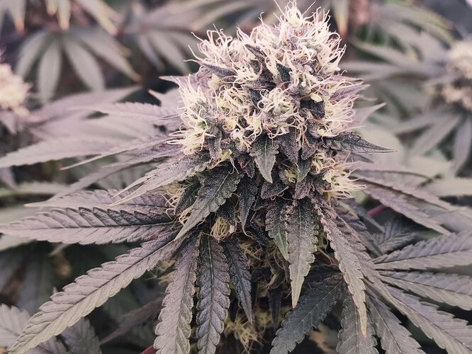 Growreport Bild 7