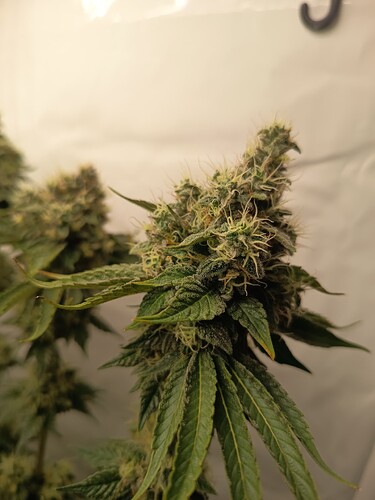 Growreport Bild 35