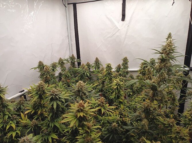 Growreport Bild 7