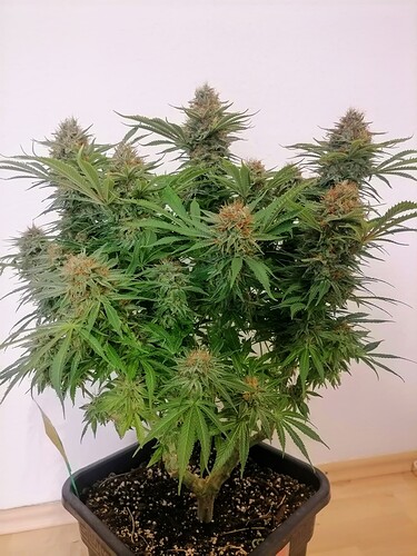 Growreport Bild 58