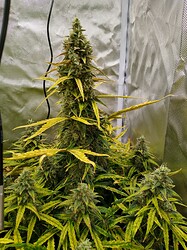 IMG_20240613_130208520_HDR