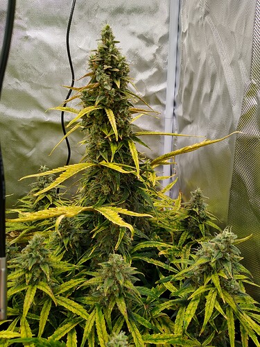 IMG_20240613_130208520_HDR