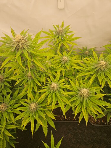 Growreport Bild 1