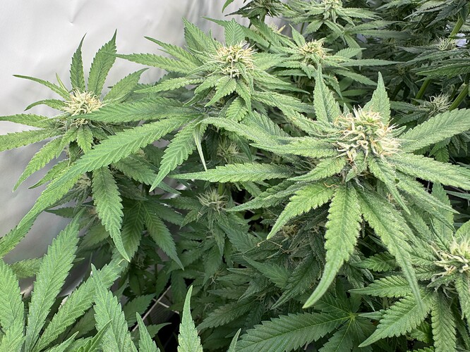 Growreport Bild 14