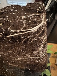 Growreport Bild 14