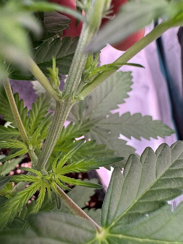 Growreport Bild 31