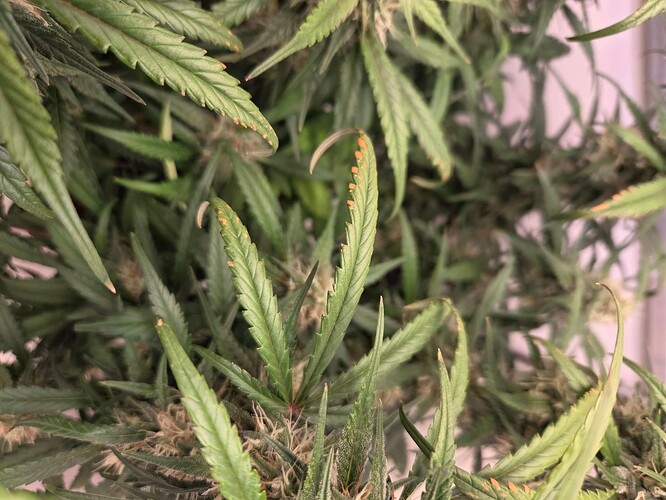 Growreport Bild 3