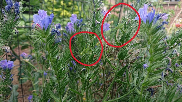Growreport Bild 98