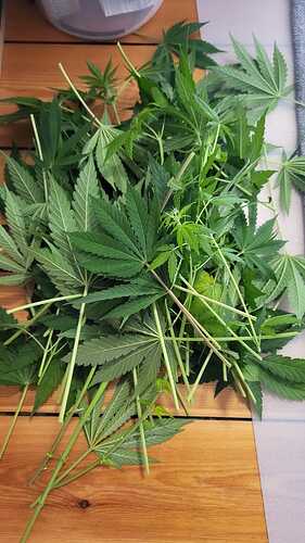 Growreport Bild 3