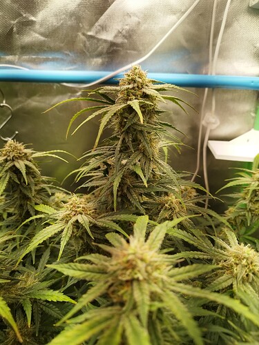 Growreport Bild 14