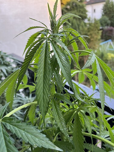 Growreport Bild 3