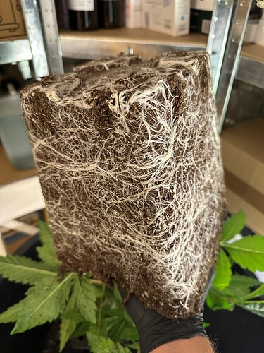 Growreport Bild 44