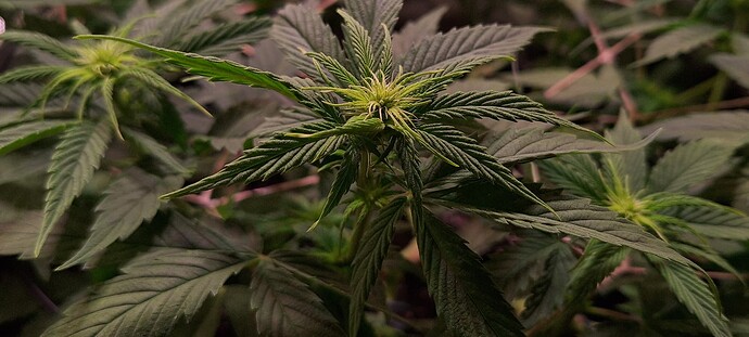 Growreport Bild 4