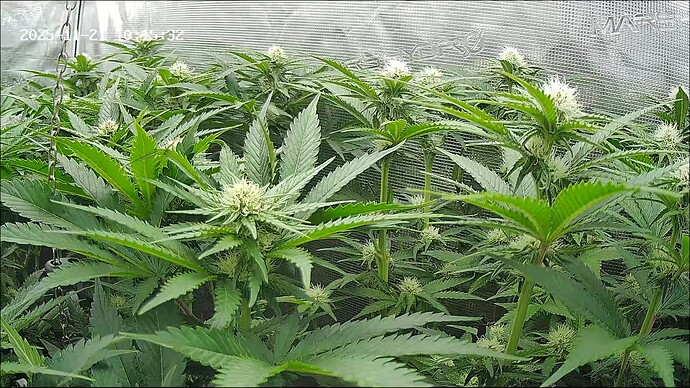 Growreport Bild 16