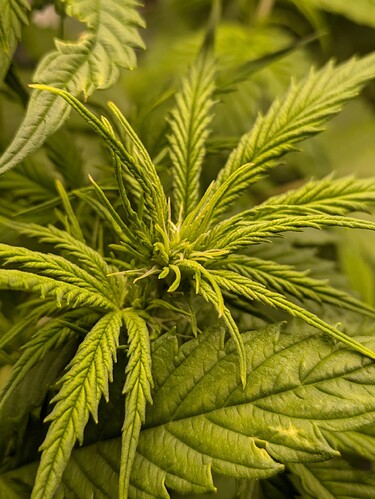 Growreport Bild 33