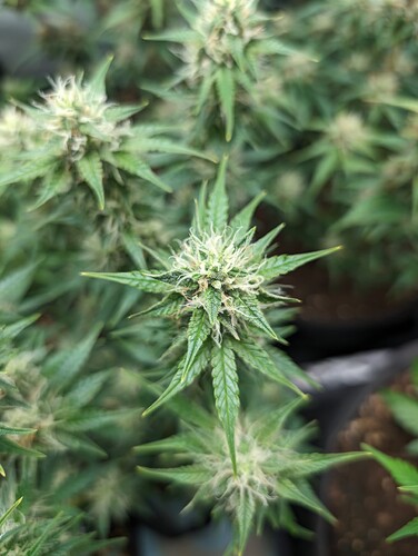 Growreport Bild 13