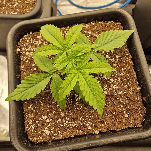 Growreport Bild 5