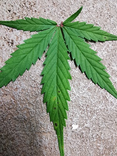 Growreport Bild 5