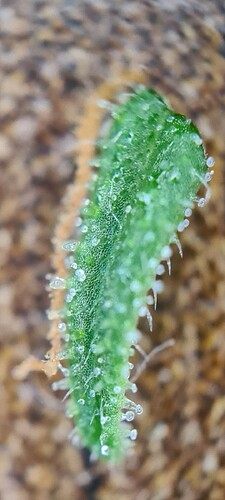 Screenshot_20240618_174257_Gallery