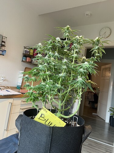 Growreport Bild 8