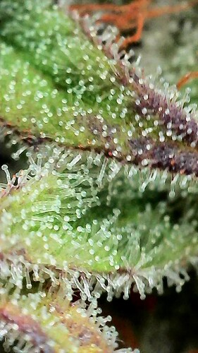 Growreport Bild 3