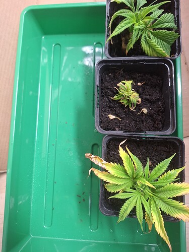 Growreport Bild 20