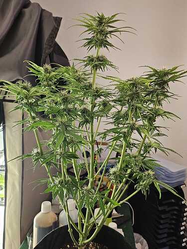 Fat Banana B1
