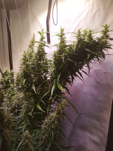 Growreport Bild 2