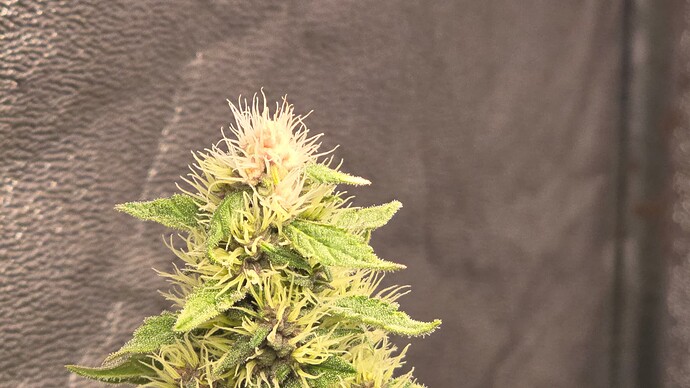 Growreport Bild 12