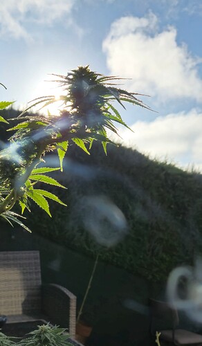 Growreport Bild 3
