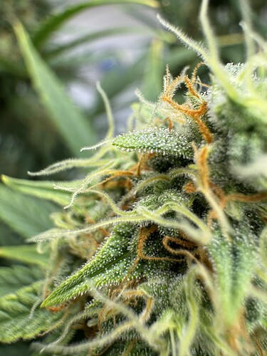 Growreport Bild 25