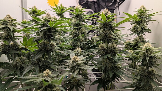 Growreport Bild 37