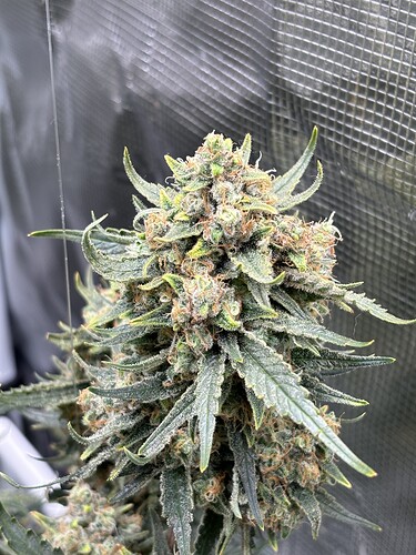 Growreport Bild 6