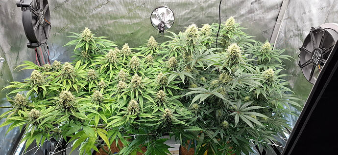 Growreport Bild 1