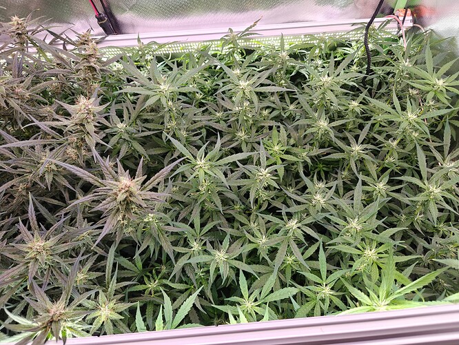 Growreport Bild 13