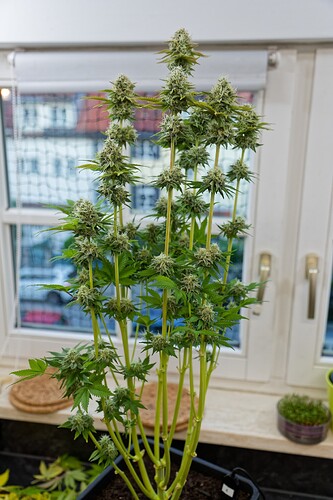 Growreport Bild 20