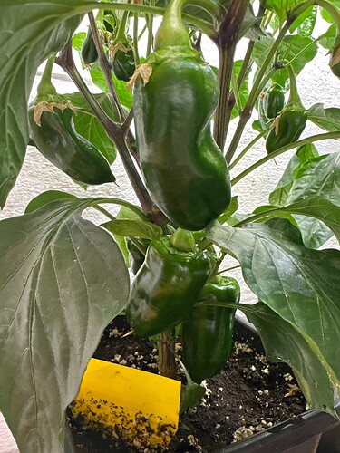 Growreport Bild 42