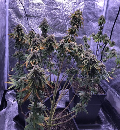 Growreport Bild 1