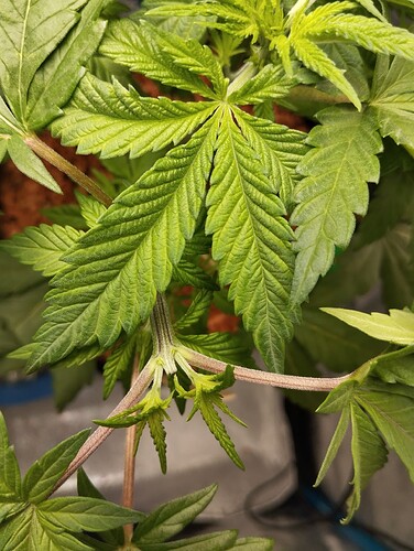Growreport Bild 2