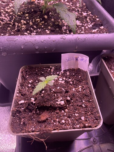 Growreport Bild 6