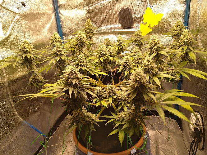 Growreport Bild 1