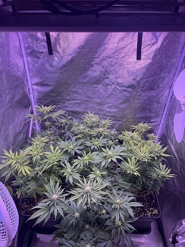 Growreport Bild 4