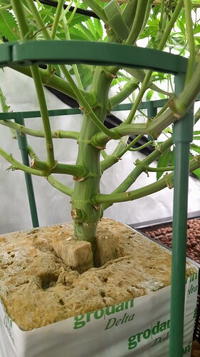 Growreport Bild 7