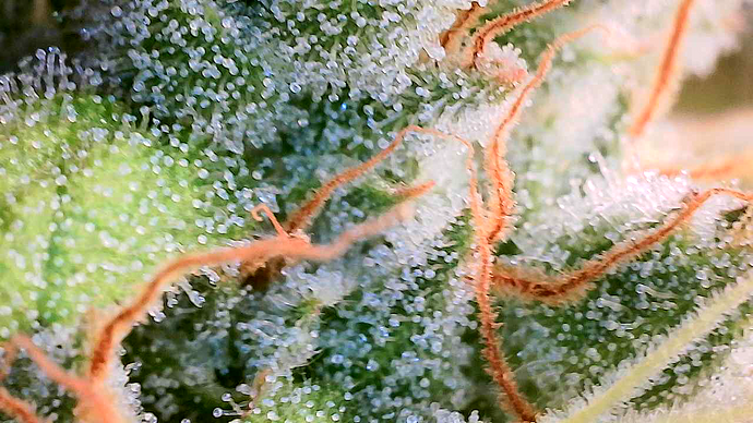 Growreport Bild 13