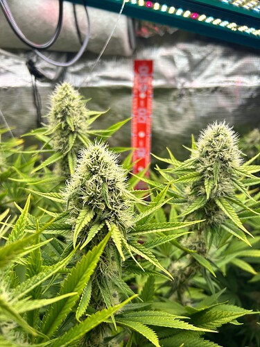 Growreport Bild 18