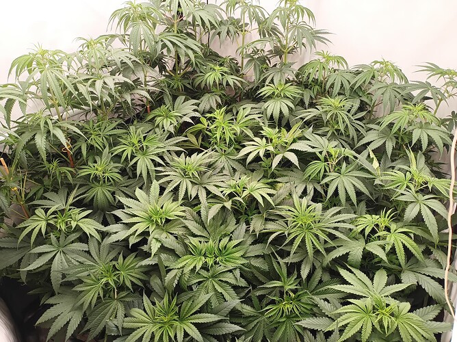 Growreport Bild 10