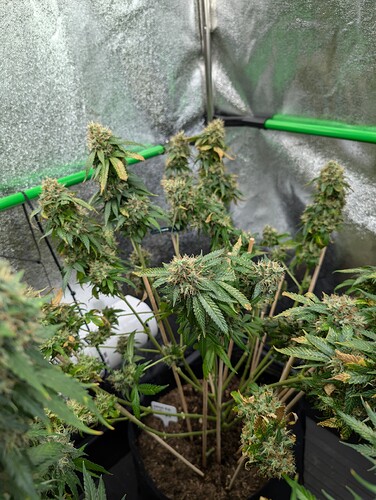 Growreport Bild 21