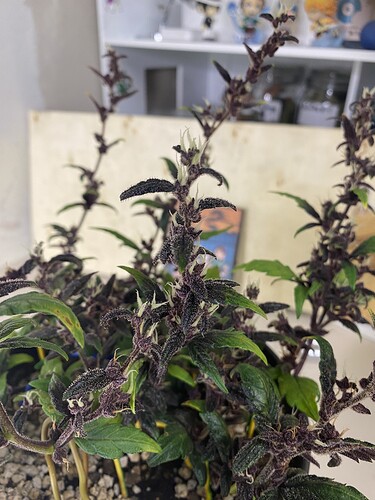 Growreport Bild 21